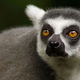 Illustration for article titled Everything You Need To Know About Lemuria, The Lost Continent Of Lemurs